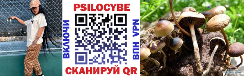 купить закладку  Знаменск  дарк нет как зайти  Галлюциногенные грибы Psilocybe 